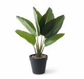 Artificial Traveller Banana Leaf Bonsai Tree - 1.2ft